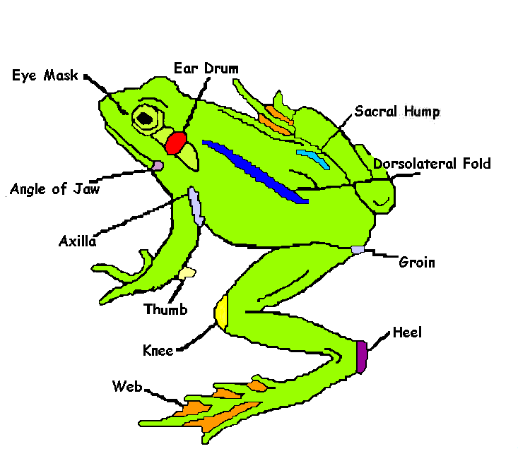 Frog Body