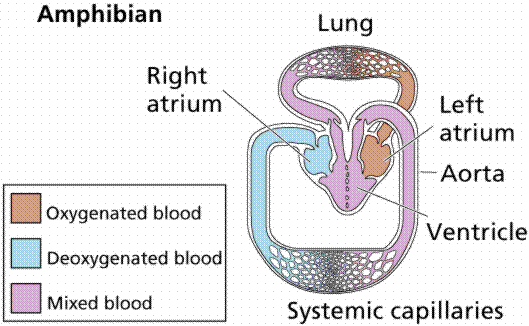 circulatorysystemofthefrog